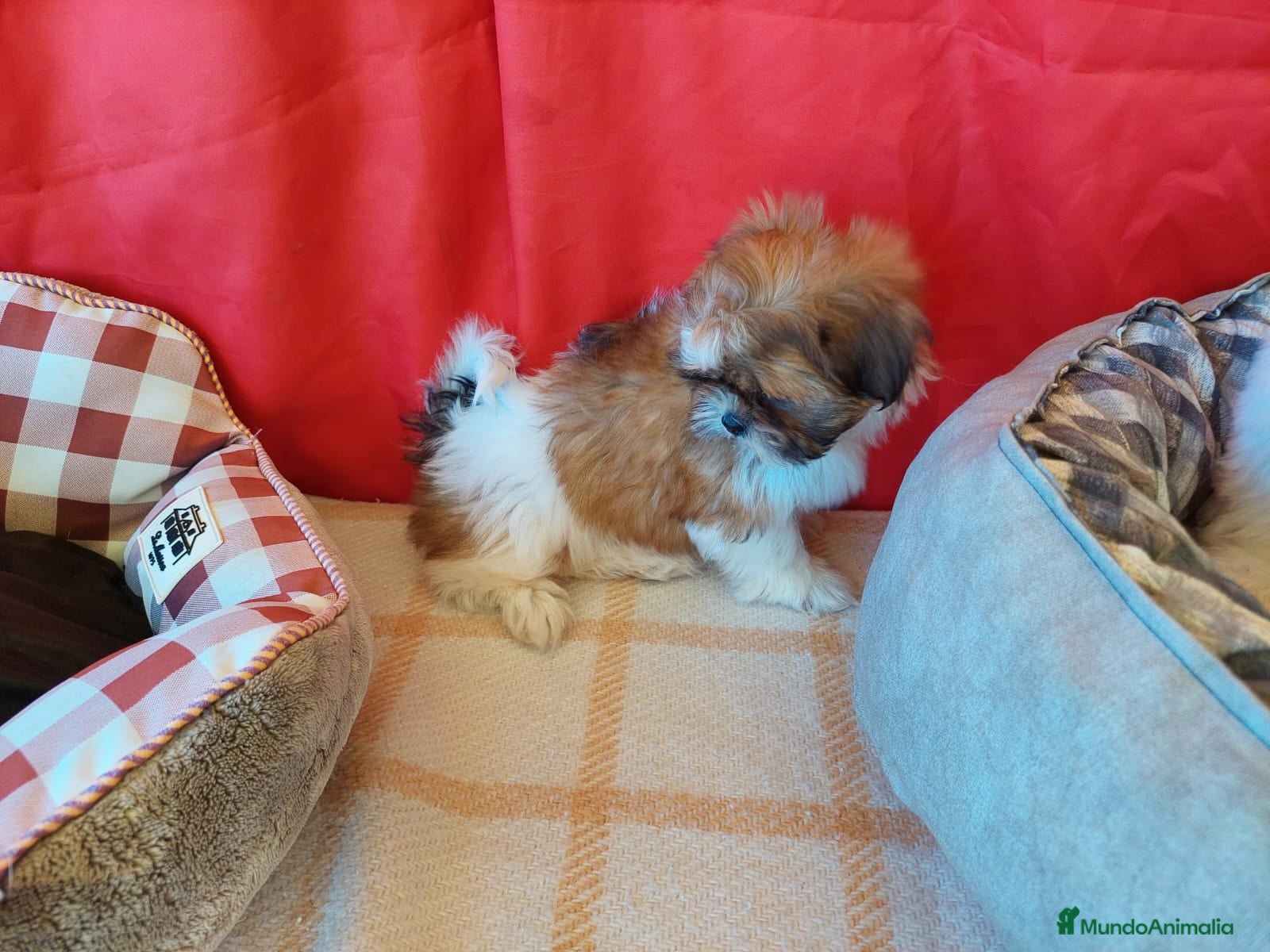 Shih Tzu perros SHIH TZUS EXCLUSIVOS  - Anuncio 3
