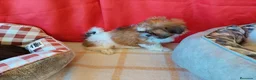Shih Tzu perros en venta: SHIH TZUS EXCLUSIVOS  - Anuncio 1