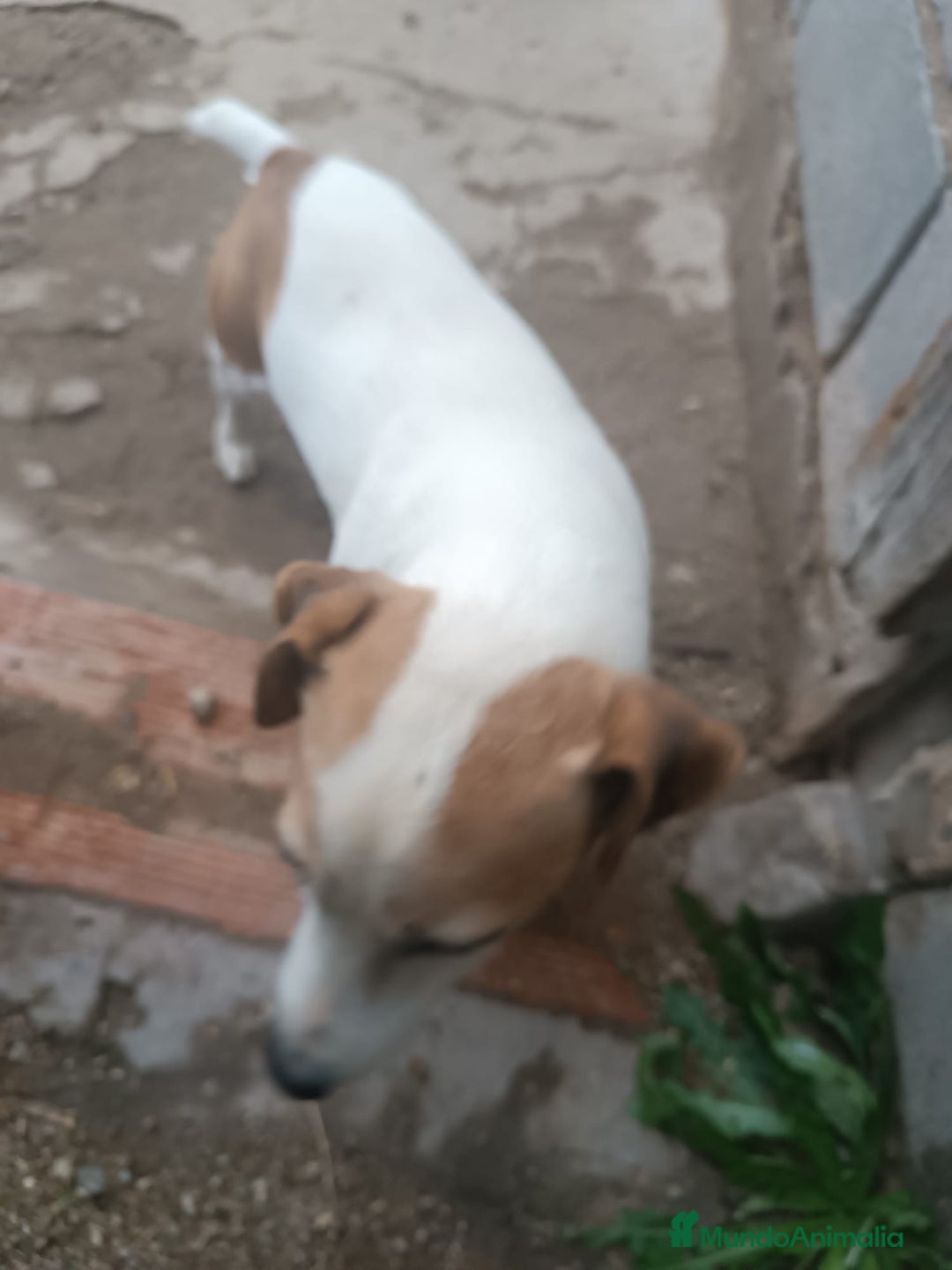 Jack Russell Terrier perros en adopcion: Macho jac Russell adulto adopcion - Anuncio 5