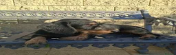 Teckel perros en venta: Teckel Standard Pelo Duro - Anuncio 2