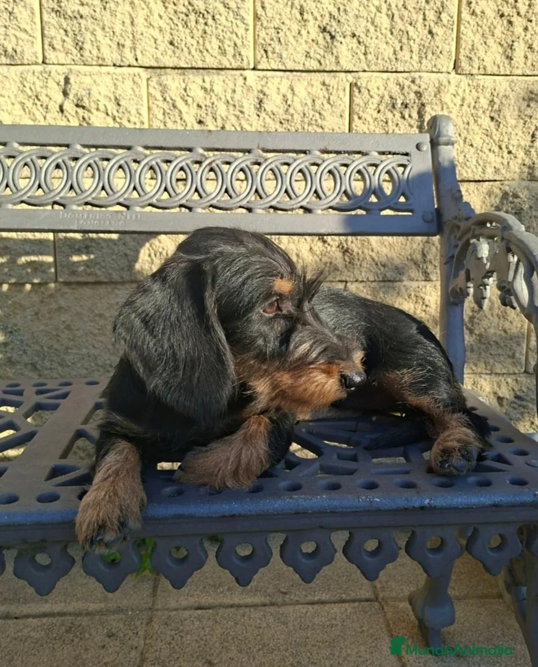 Teckel perros en venta: Teckel Standard Pelo Duro - Anuncio 2