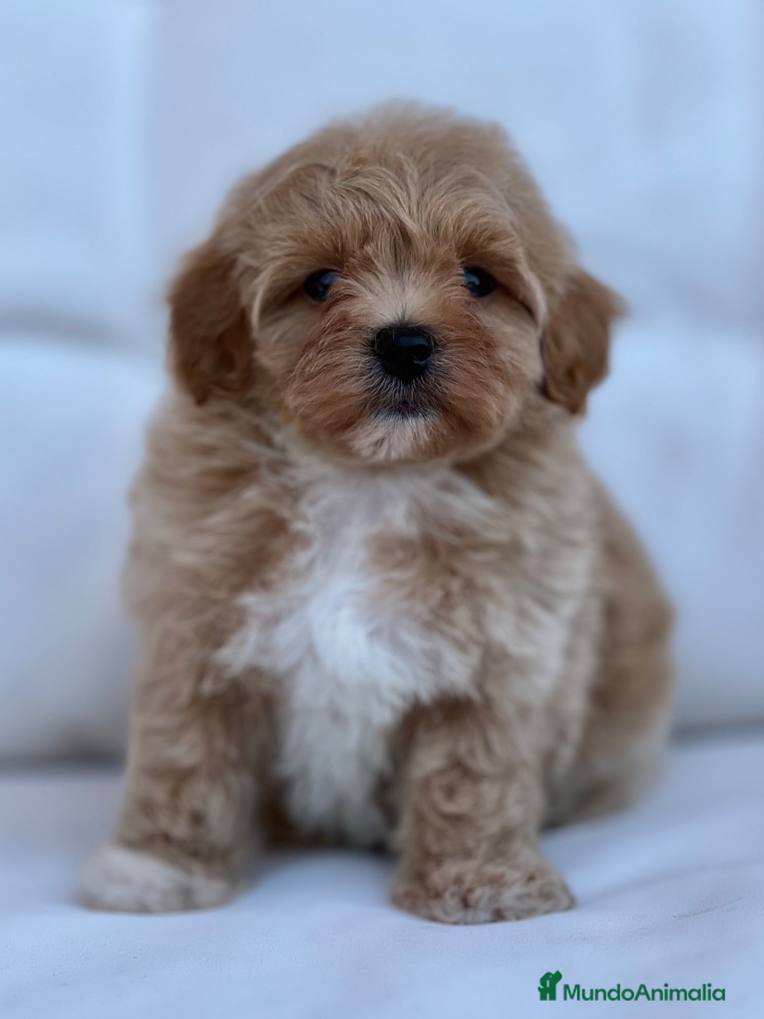 Maltipoo perros PRECIOSOS MALTIPOOS APRICOT - Anuncio 29