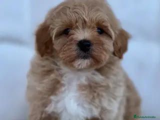 Maltipoo perros PRECIOSOS MALTIPOOS APRICOT - Anuncio 29