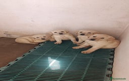 Labrador Retriever perros en venta: Cachorros de Labrador  - Imagen 2