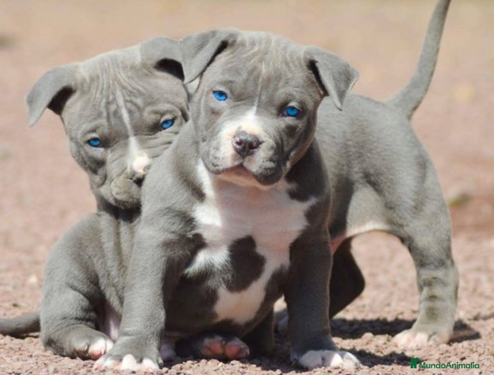 American Pit Bull Terrier perros AMERICAN PITBULL BLUE , LILAC , CHAMPAGNE , MERLE - Anuncio 1