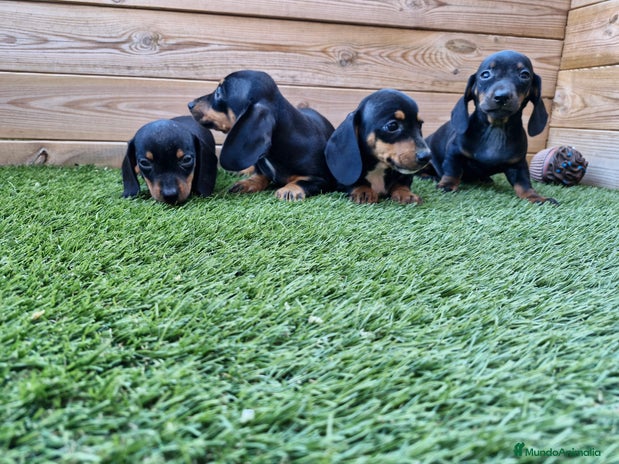 Teckel perros en Barcelona - Anuncio 4