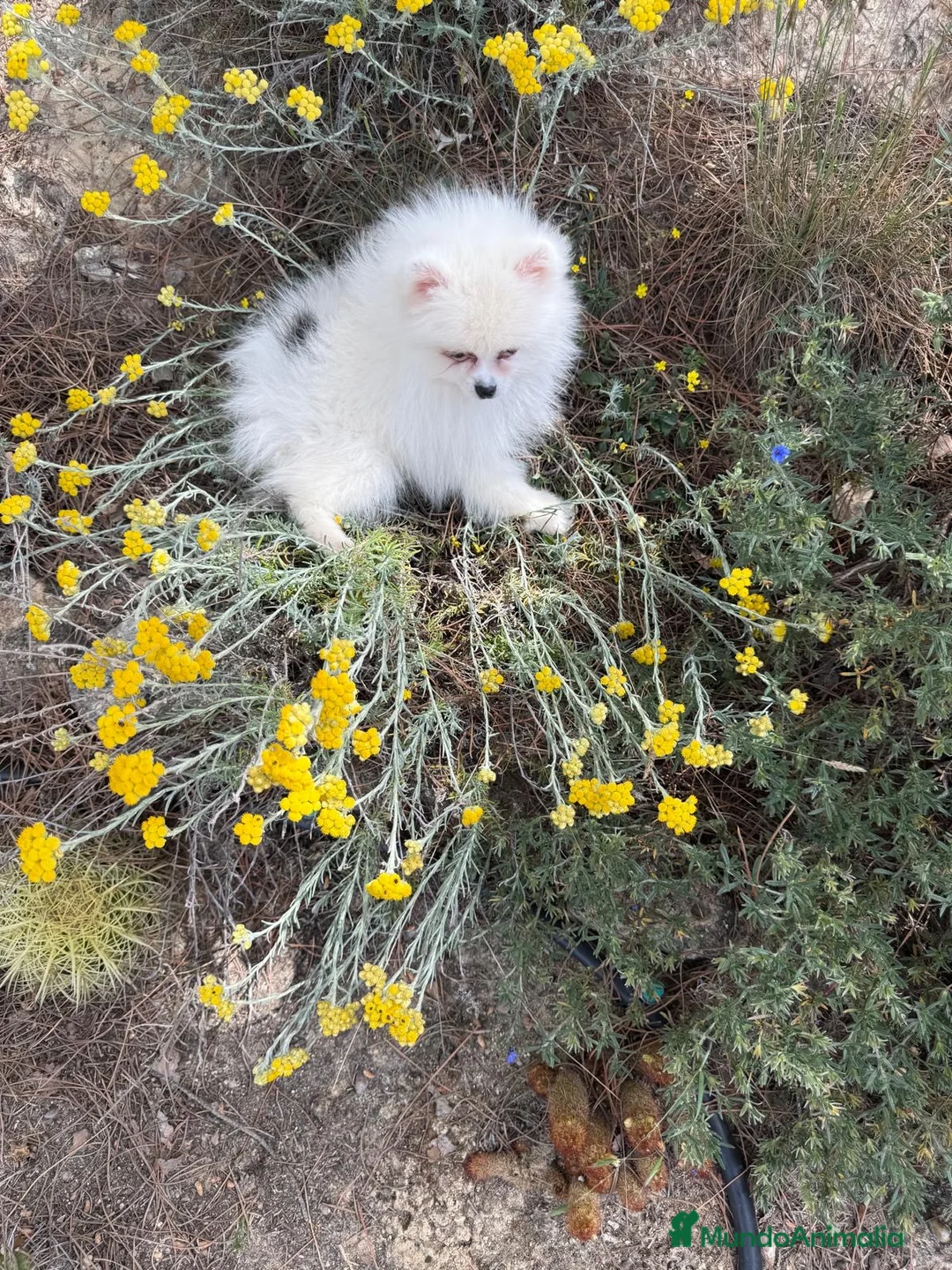 Pomerania perros en venta: Pomerania lista para entregar hembras!! - Anuncio 2
