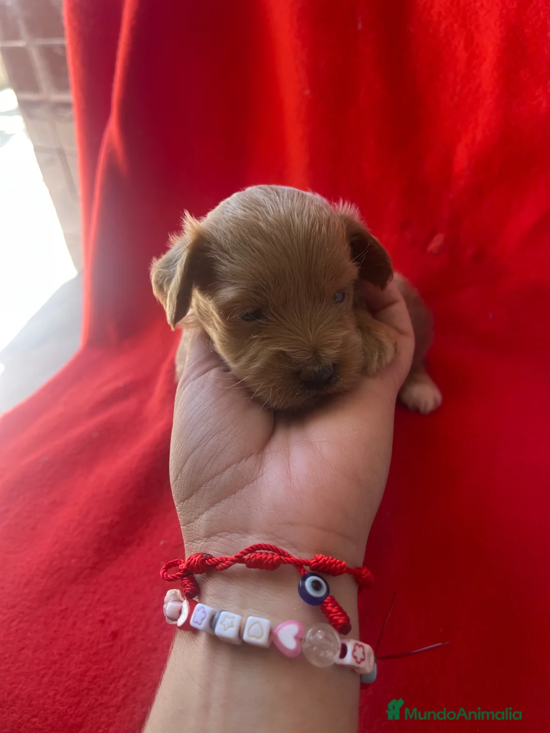 Maltipoo perros en venta: Preciosas hembras de maltipoo - Anuncio 1