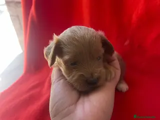 Maltipoo perros Preciosas hembras de maltipoo - Anuncio 4