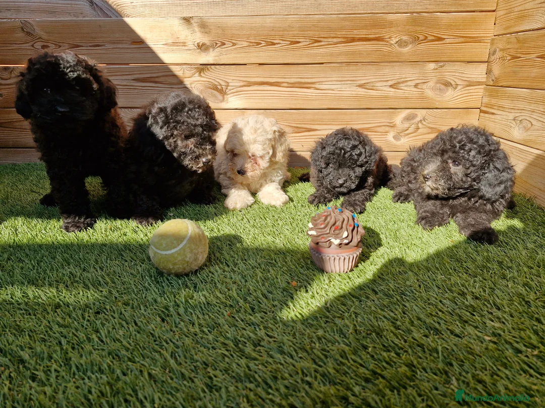 Caniche Toy perros en venta: CANICHES  en Barcelona - Anuncio 4