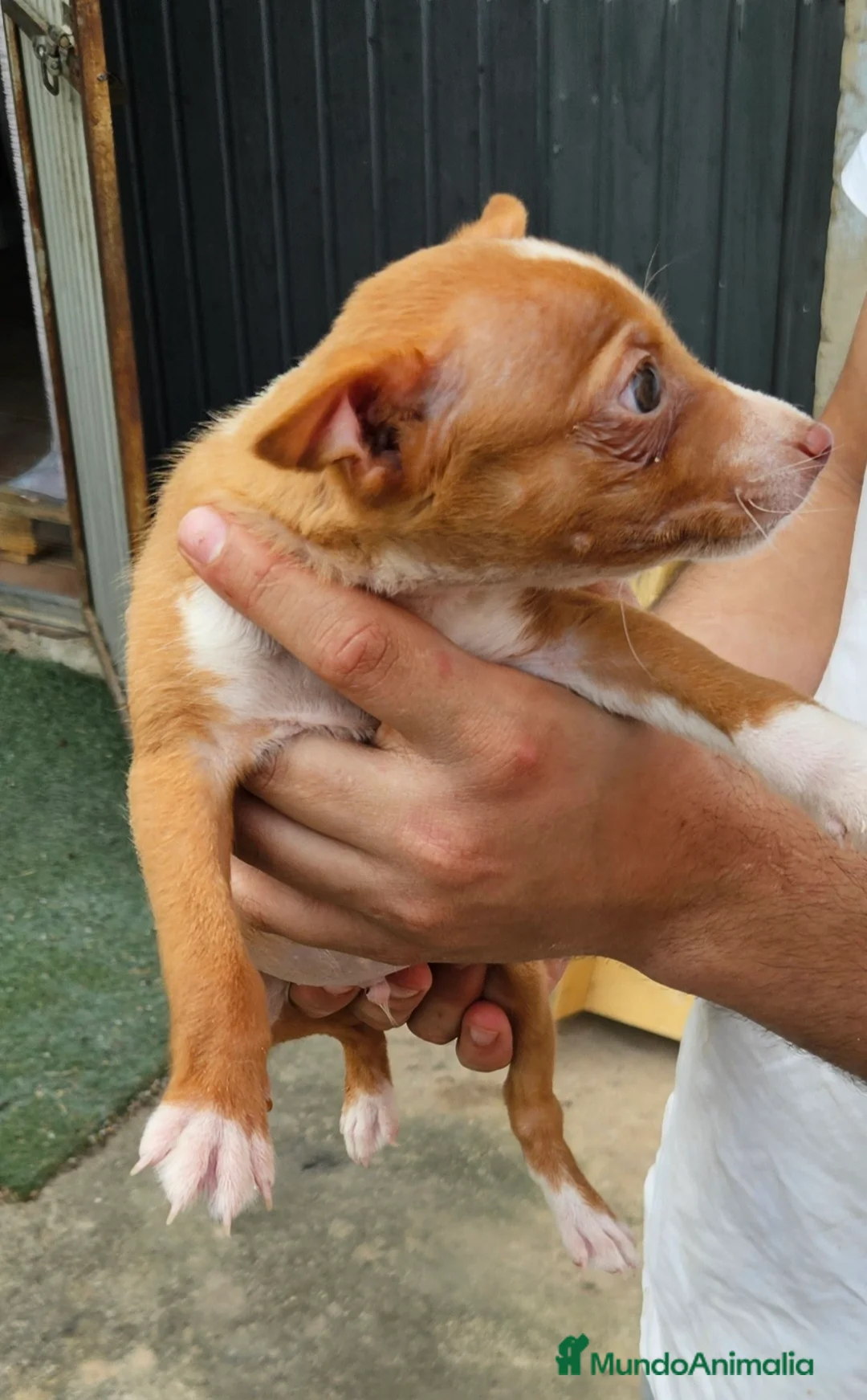 Podenco Andaluz perros en venta: Cachorro podenco - Anuncio 3