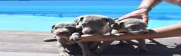 Weimaraner perros en venta: Excelente camada de Braco de Weimar  - Anuncio 8