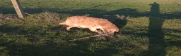 Golden Retriever perros en venta: Cachorro de golden retriever. - Anuncio 3