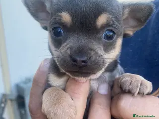 Chihuahua perros Preciosos chihuahuas machitos - Anuncio 1