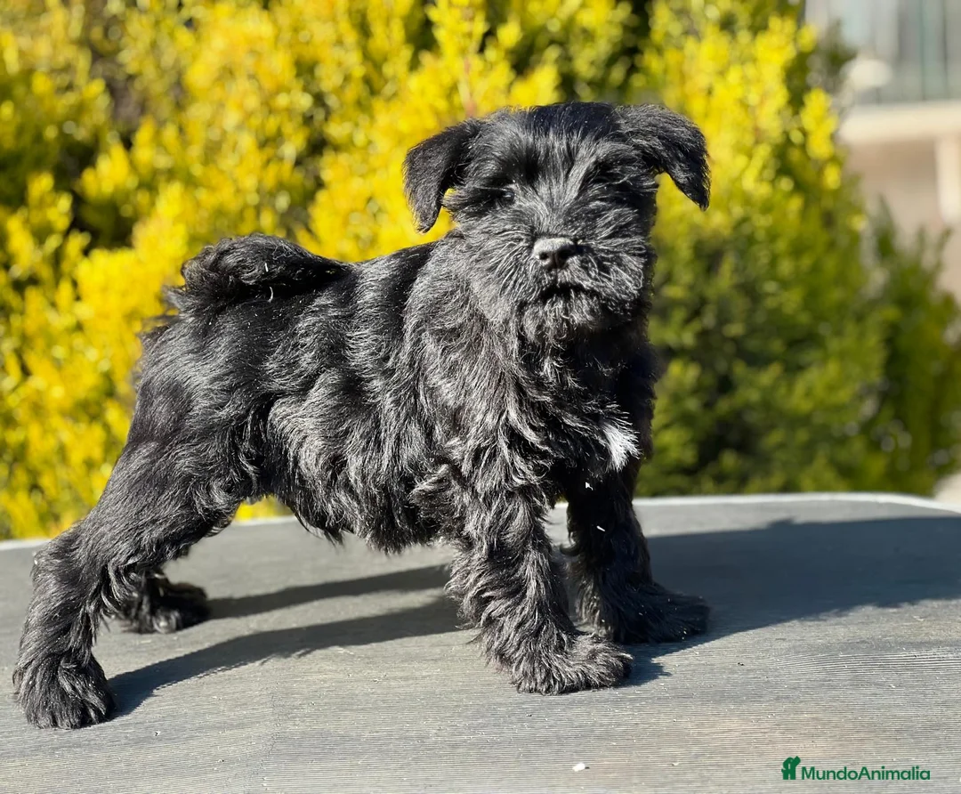 Schnauzer Miniatura perros en venta: Schnauzer miniatura  - Anuncio 2