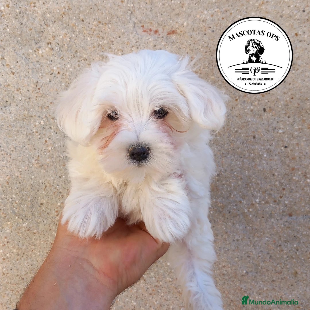Bichón Maltés perros Bichón maltés  en Salamanca - Anuncio 4