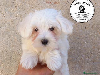 Bichón Maltés perros Bichón maltés en Salamanca - Anuncio 7