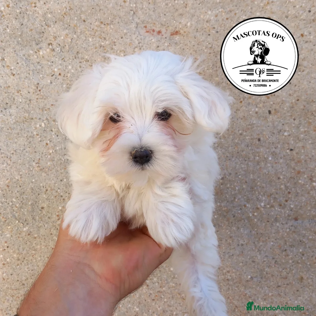 Bichón Maltés perros en venta: Bichón maltés  en Salamanca - Anuncio 1