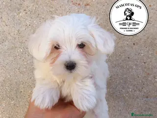Bichón Maltés perros Bichón maltés en Salamanca - Anuncio 25