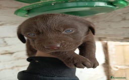 Labrador Retriever perros en venta: Labrador  - Anuncio 3