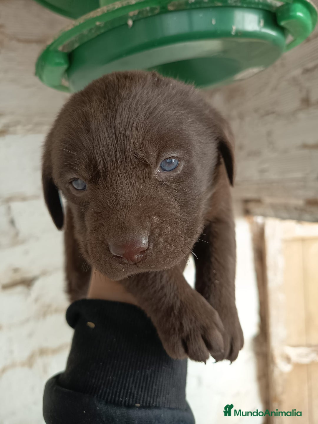 Labrador Retriever perros en venta: Labrador  - Anuncio 3