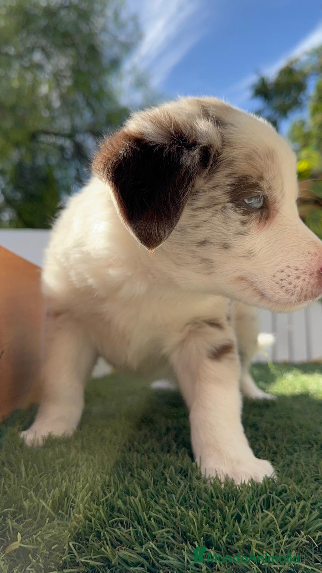 Border Collie perros en venta: BORDER COLLIE HEMBRA RED MERLE - Imagen 13