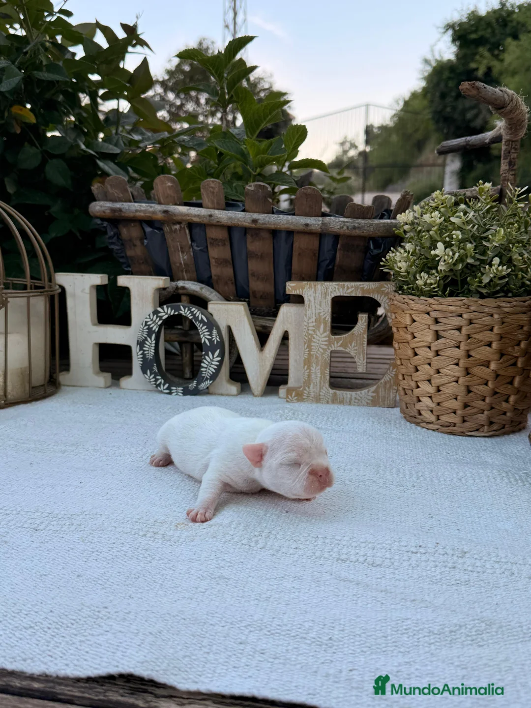 Bulldog Francés perros en venta: Bulldog francés macho Blanco disponible  - Anuncio 2