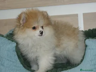 Pomerania perros CACHORRITO DE POMERANIA - Anuncio 1