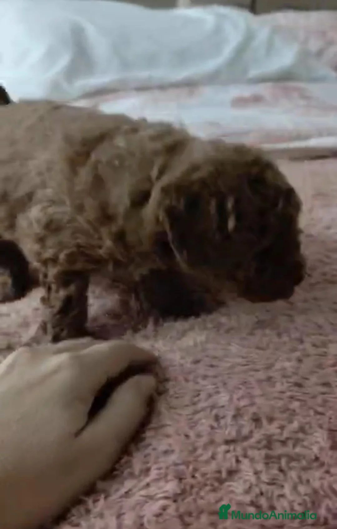 Caniche Toy perros en venta: Caniche toy  - Anuncio 6