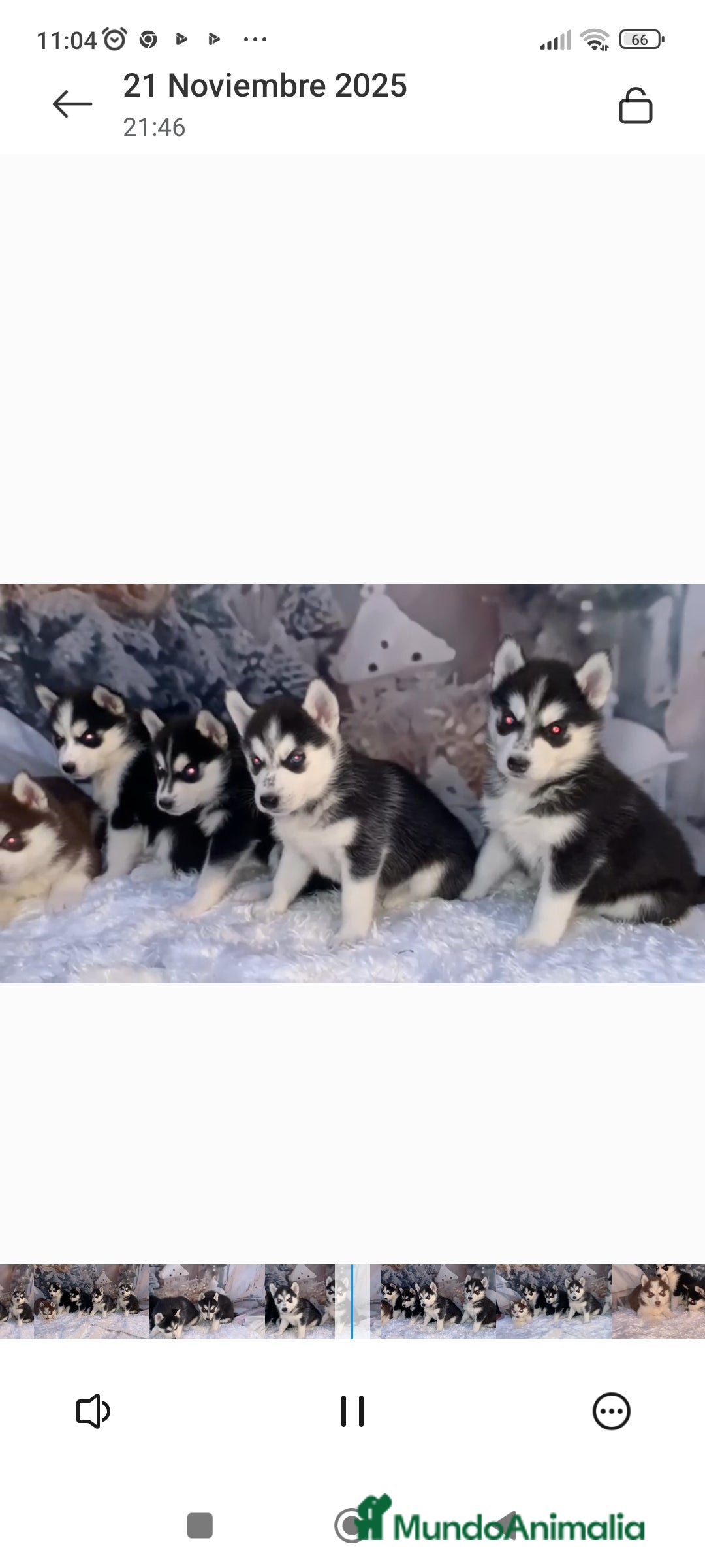 Husky Siberiano perros en venta: Cachorros husky siberianos  - Anuncio 8