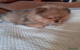 Pomerania perros en venta: Pomeranias merle - Anuncio 2