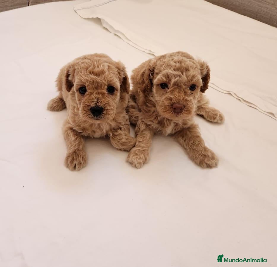 Caniche Toy perros caniche toy - Anuncio 2