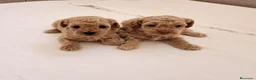 Caniche Toy perros en venta: caniche toy - Anuncio 1