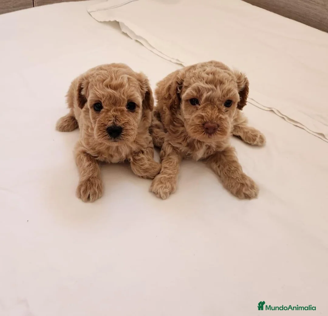 Caniche Toy perros en venta: caniche toy - Anuncio 1