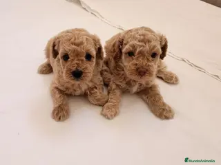 Caniche Toy perros caniche toy - Anuncio 1