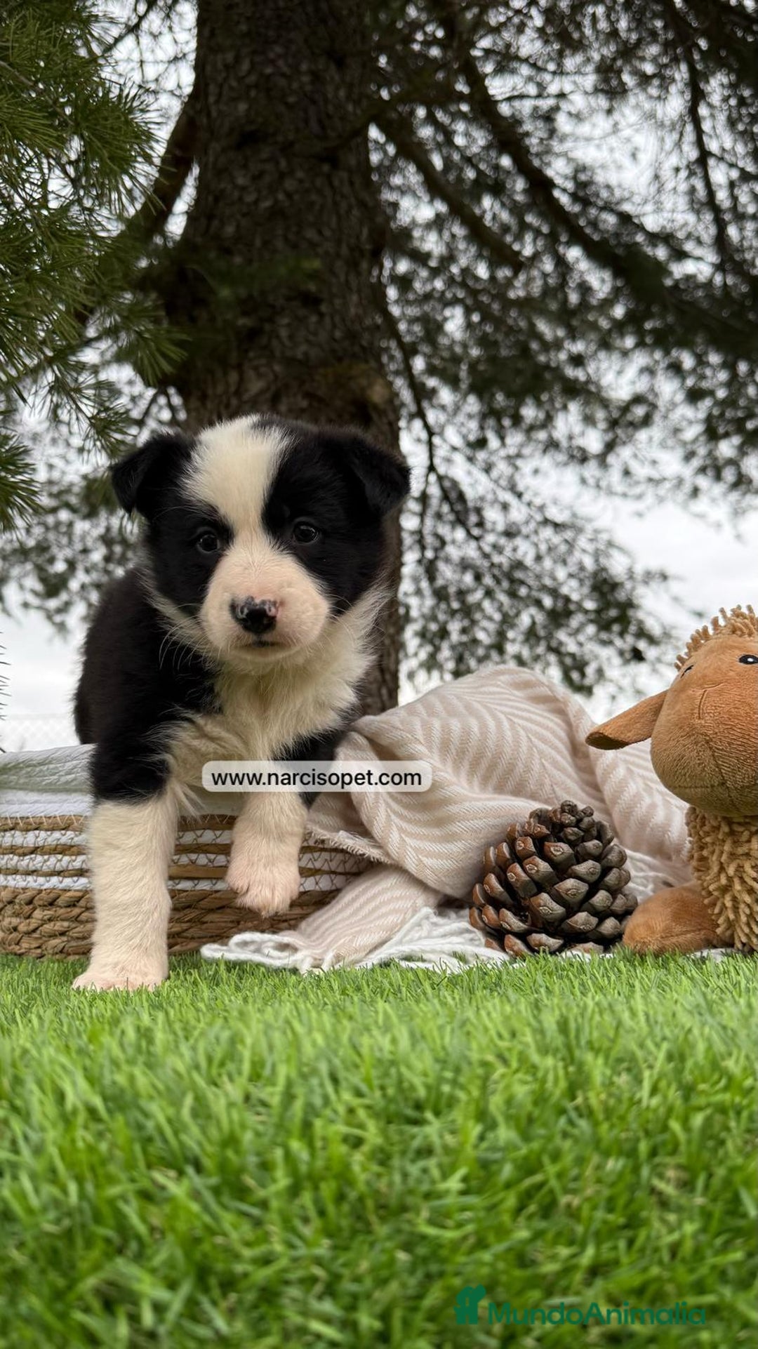 Border Collie perros en venta: CAMADA BORDER COLLIE - Imagen 3