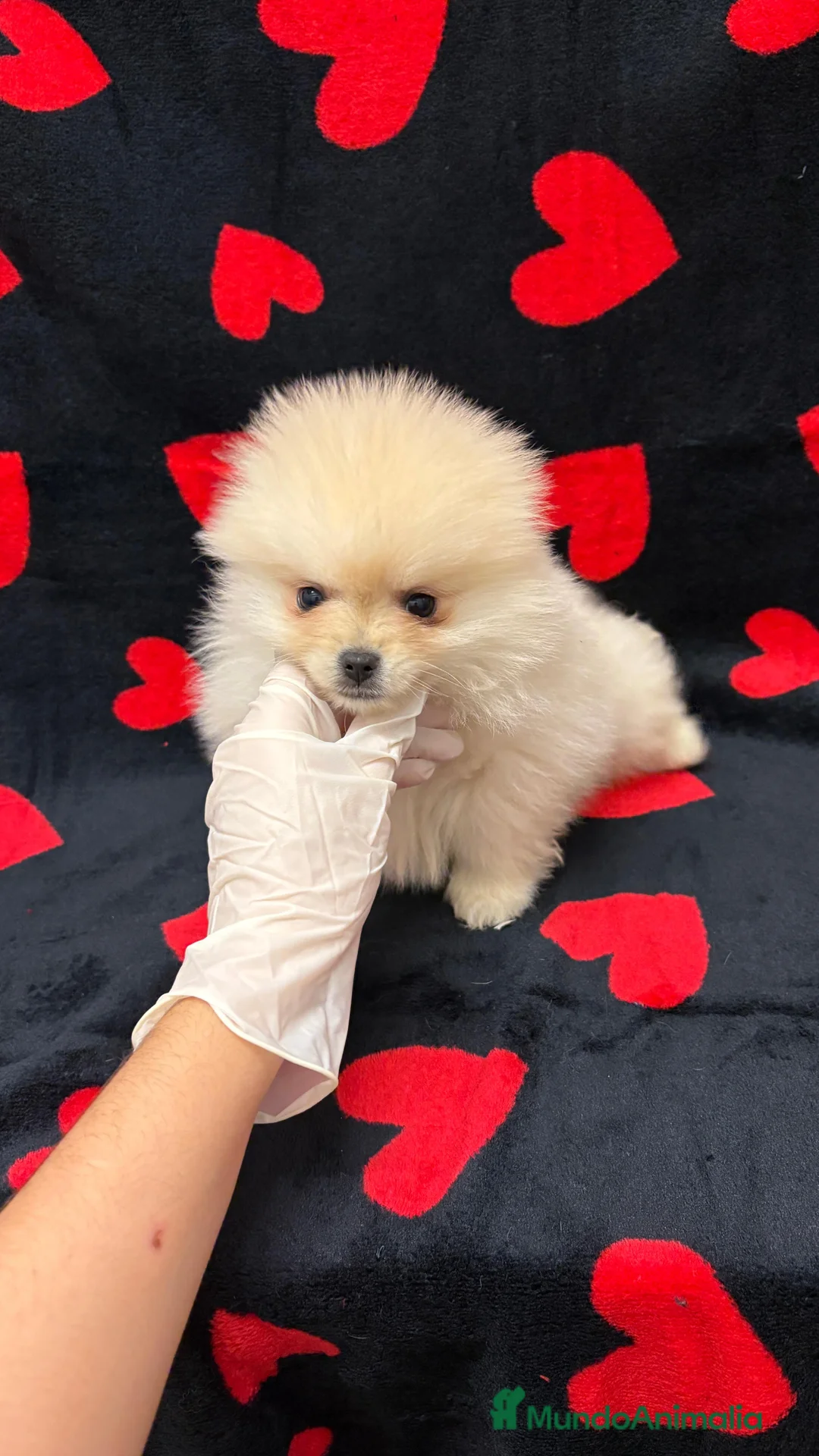 Pomerania perros en venta: Pomerania  - Anuncio 4