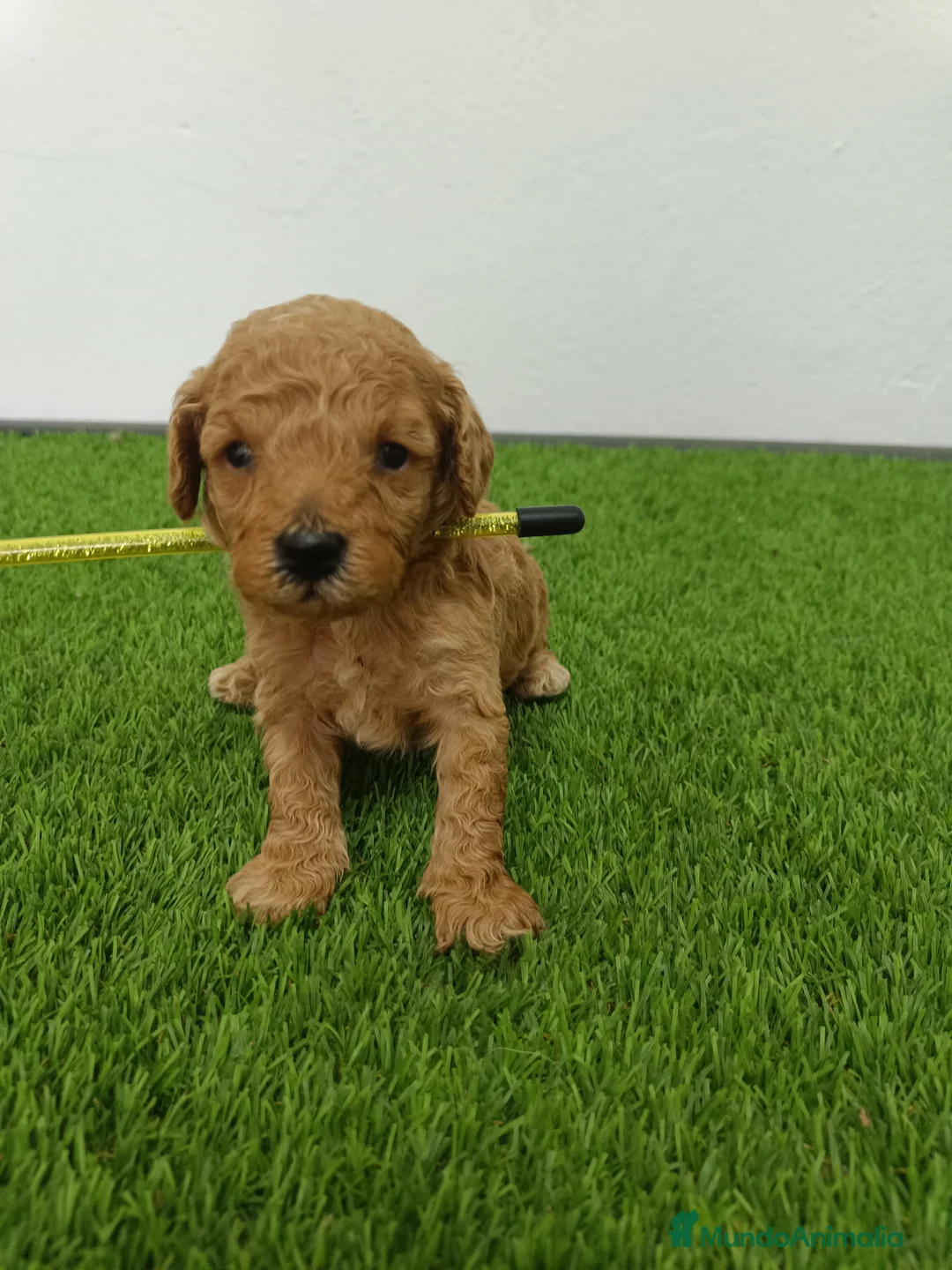 Caniche Toy perros en venta: Caniche  - Anuncio 3