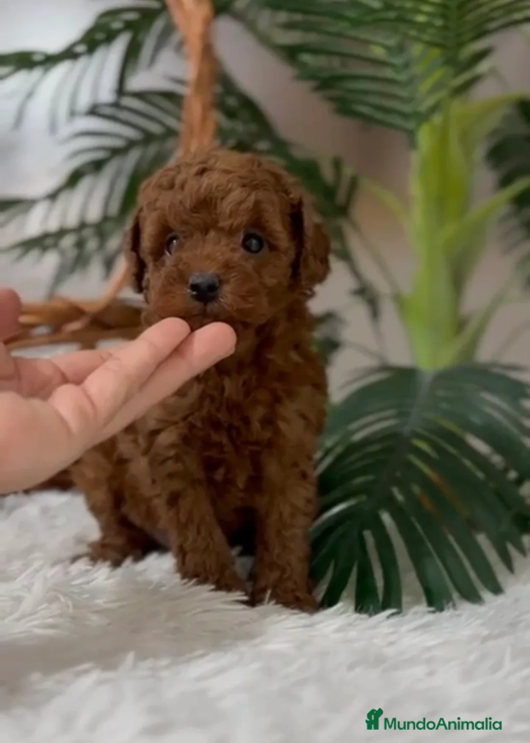 Caniche Toy perros en venta: CANICHE TOY - Anuncio 1