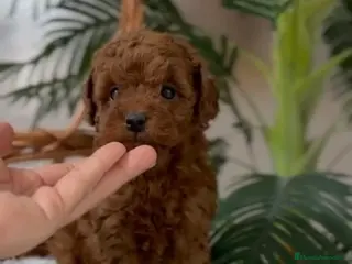 Caniche Toy perros CANICHE TOY - Anuncio 4