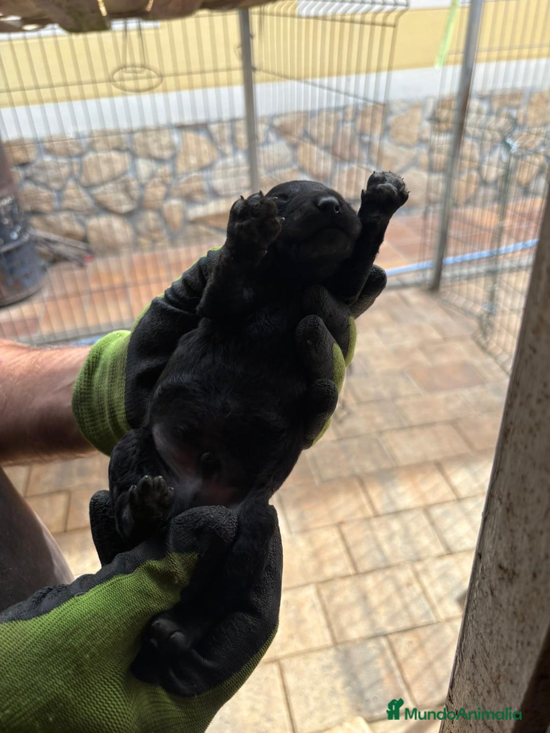 Perro de Agua Español perros en venta: Cachorros perros de agua - Imagen 4