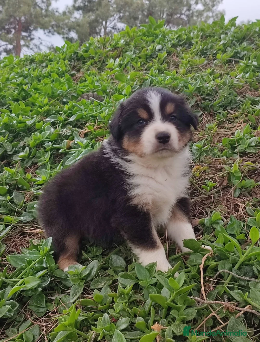 Pastor Australiano perros en venta: PASTOR AUSTRALIANO - Anuncio 2