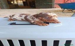 Teckel Miniatura perros en venta: Hembra de teckel  - Imagen 1