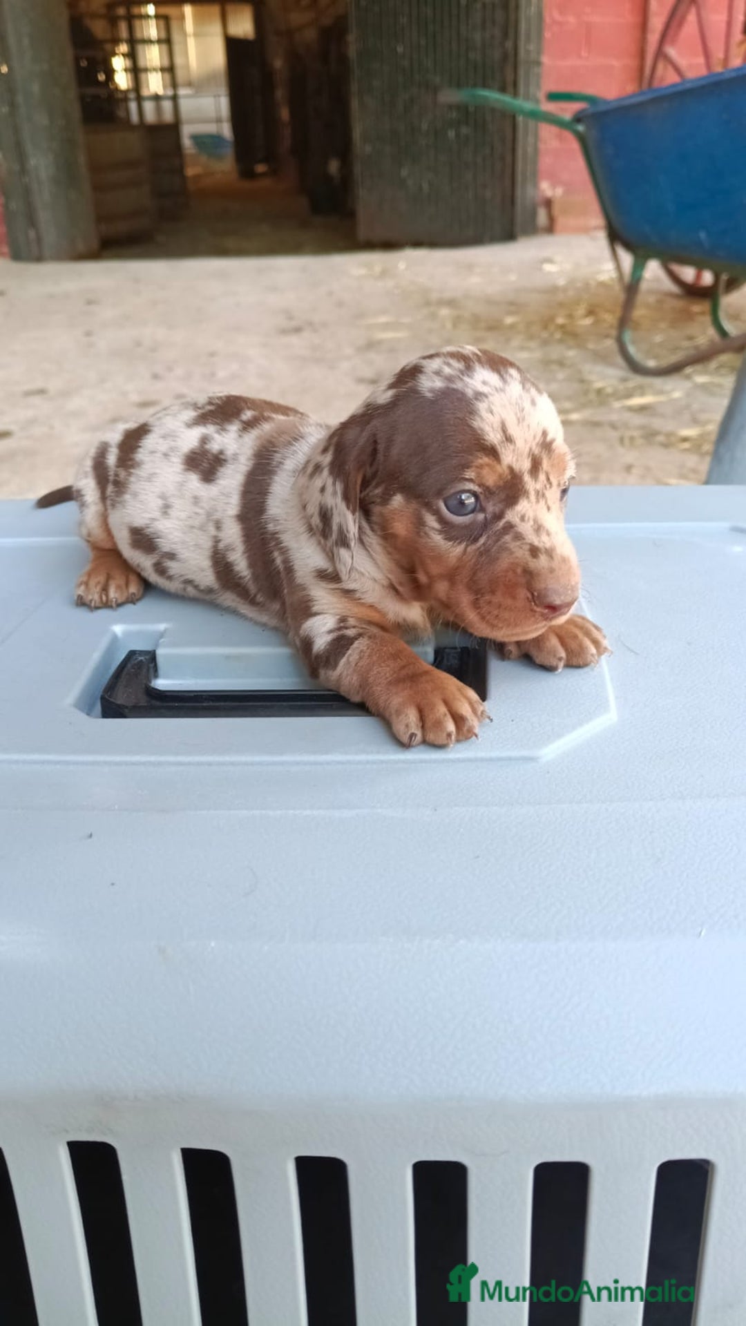 Teckel Miniatura perros en venta: Hembra de teckel  - Imagen 1