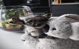 Chihuahua perros en venta: Chihuahua macho merle Toy  - Anuncio 7