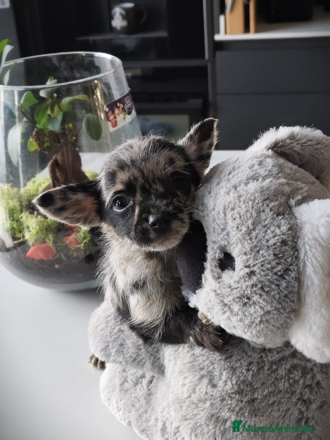 Chihuahua perros en venta: Chihuahua macho merle Toy  - Anuncio 7