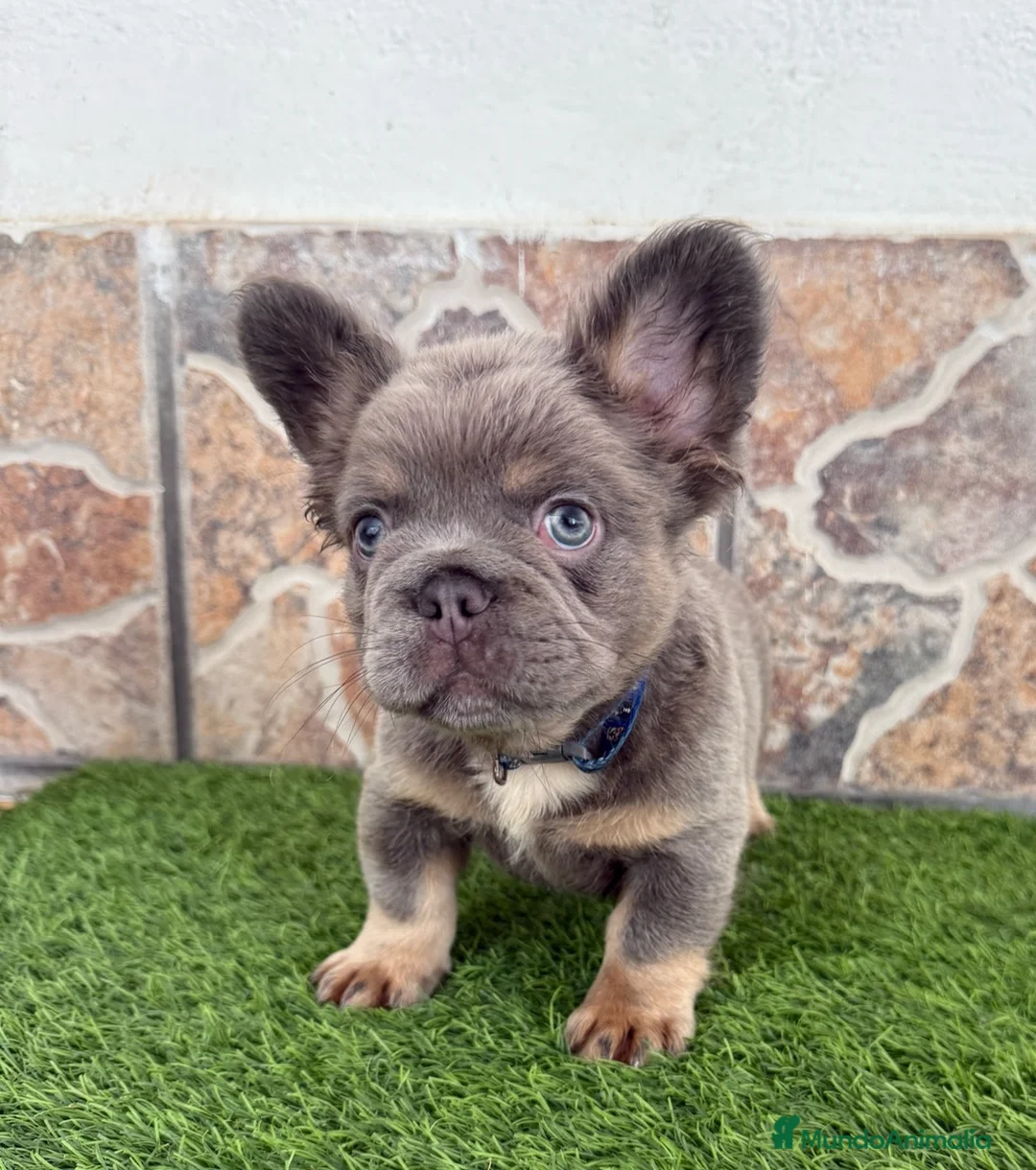Bulldog Francés perros en venta: Bulldog francés fluffy  - Anuncio 3