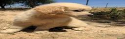 Golden Retriever perros en venta: Preciosos cachorros de golden retriever - Anuncio 3