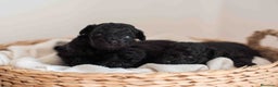 Caniche Toy perros en venta: Caniches toys negros - Anuncio 5