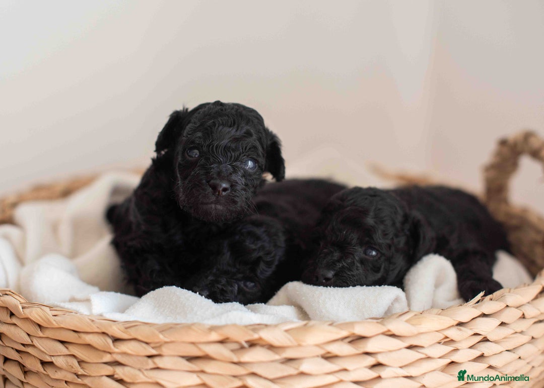 Caniche Toy perros en venta: Caniches toys negros - Anuncio 5